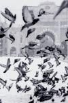 Picture of Mosque with pigeon flock flying in the foreground