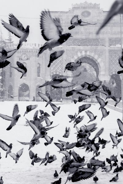 Picture of Mosque with pigeon flock flying in the foreground